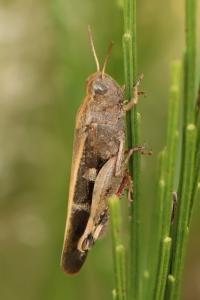 OEdipode automnale
