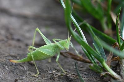 Méconème fragile