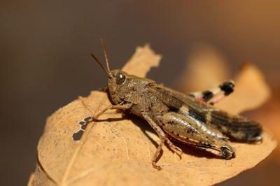 OEdipode automnale