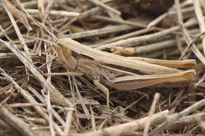 <i>Euchorthippus elegantulus</i>