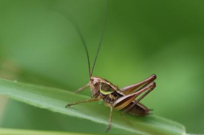 Decticelle bariolée
