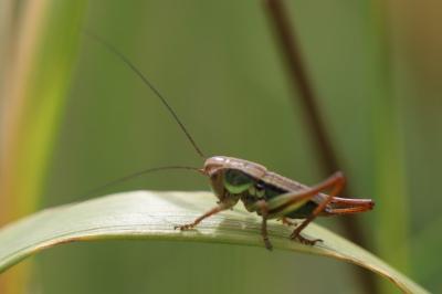 Decticelle bariolée