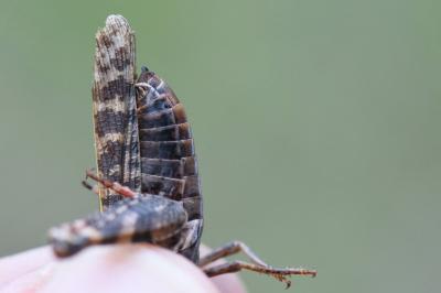 Caloptène italien