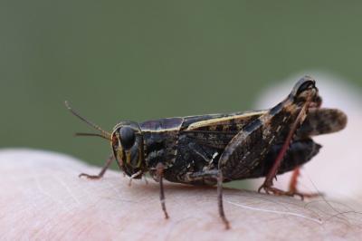 Caloptène italien