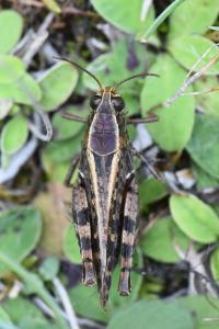 Caloptène italien