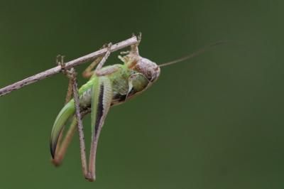 Decticelle grisâtre
