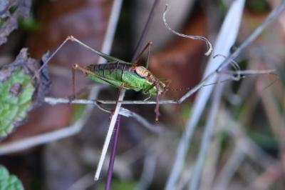 Leptophye ponctuée