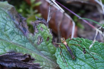 Leptophye ponctuée
