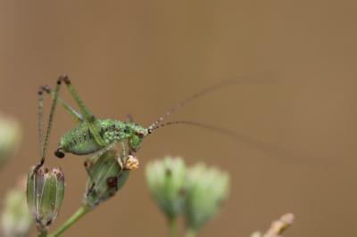 <i>Phaneroptera</i>