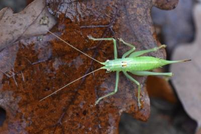 Méconème fragile