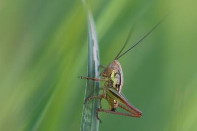 Decticelle bariolée