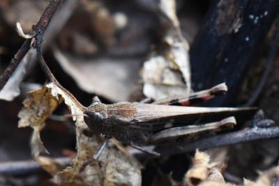 OEdipode automnale