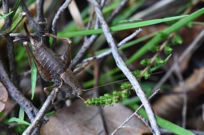 Pholidoptera griseoaptera