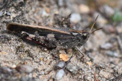 OEdipode automnale