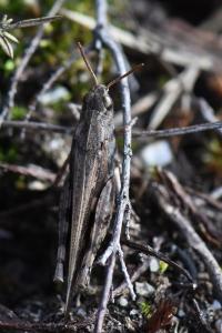 OEdipode automnale