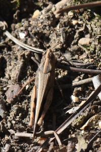 OEdipode automnale