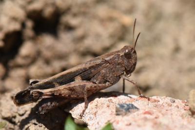 OEdipode automnale