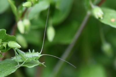 Grande Sauterelle verte