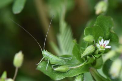 Grande Sauterelle verte