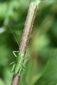 Grande Sauterelle verte