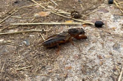 Gryllotalpa gryllotalpa