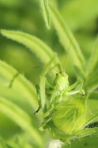 Grande Sauterelle verte