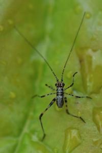 <i>Phaneroptera</i>