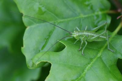 Grande Sauterelle verte