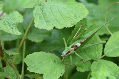 Grande Sauterelle verte