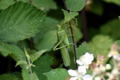 Grande Sauterelle verte