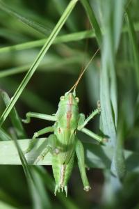 Grande Sauterelle verte