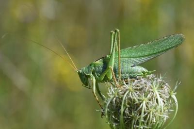 Grande Sauterelle verte