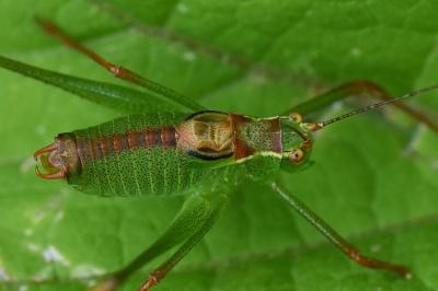 Leptophye ponctuée