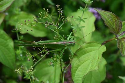 Grande Sauterelle verte