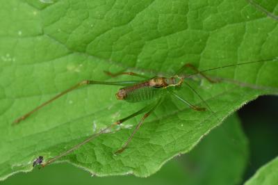 Leptophye ponctuée