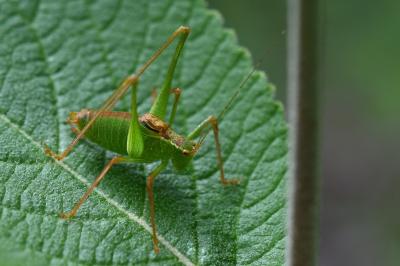 Leptophye ponctuée