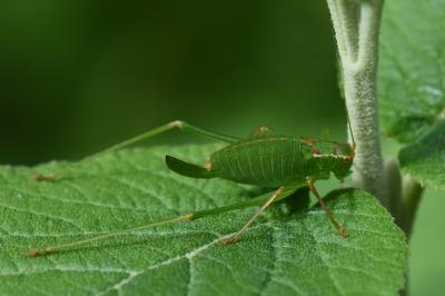Leptophye ponctuée