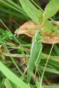 Grande Sauterelle verte