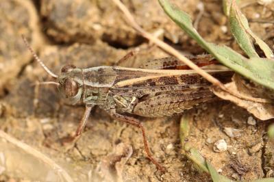 Caloptène italien