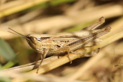 <i>Euchorthippus elegantulus</i>