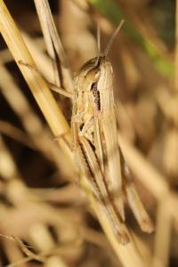 <i>Euchorthippus elegantulus</i>
