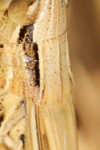 <i>Euchorthippus elegantulus</i>
