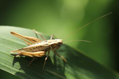 Decticelle carroyée
