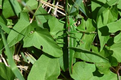 Grande Sauterelle verte