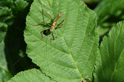 Leptophye ponctuée