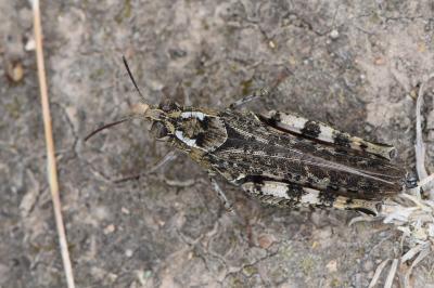 Caloptène italien