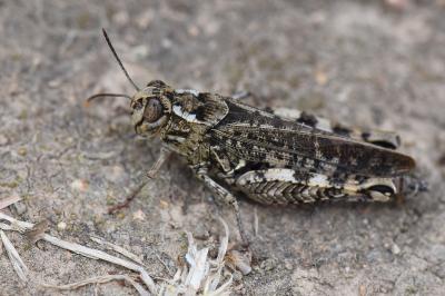 Caloptène italien