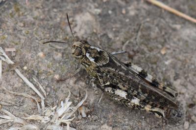 Caloptène italien