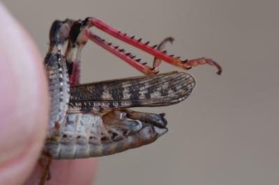 Caloptène italien