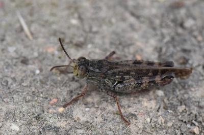 Caloptène italien
